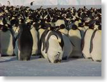 Emperors huddle together on the ice